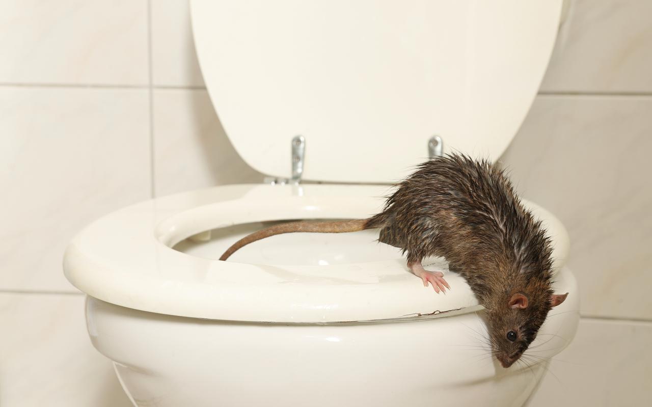 In sommige huizen in de wijk Noorderpark kwamen de ratten omhooggekropen in de toiletpot.