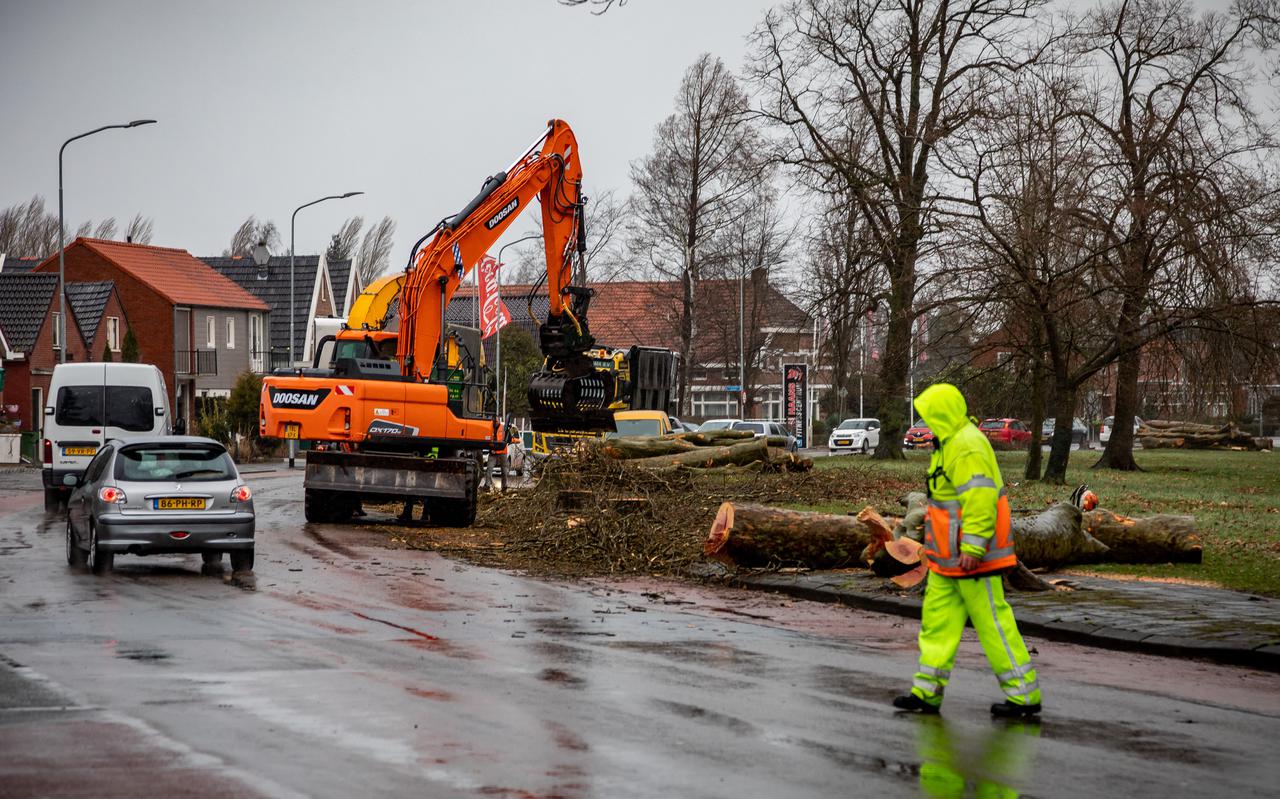 In maart is al een begin gemaakt met het verwijderen van platanen langs het Sint Vitusholt in Winschoten, ter voorbereiding op de werkzaamheden die tot eind van dit jaar duren.