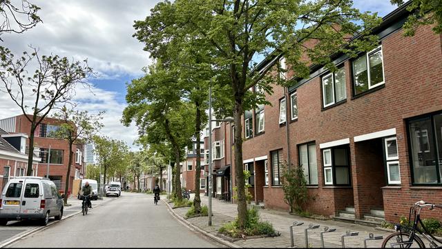 Alle bomen langs de Meeuwerderweg in Groningen worden gekapt. ‘Veel zieke bomen en onveilige situati