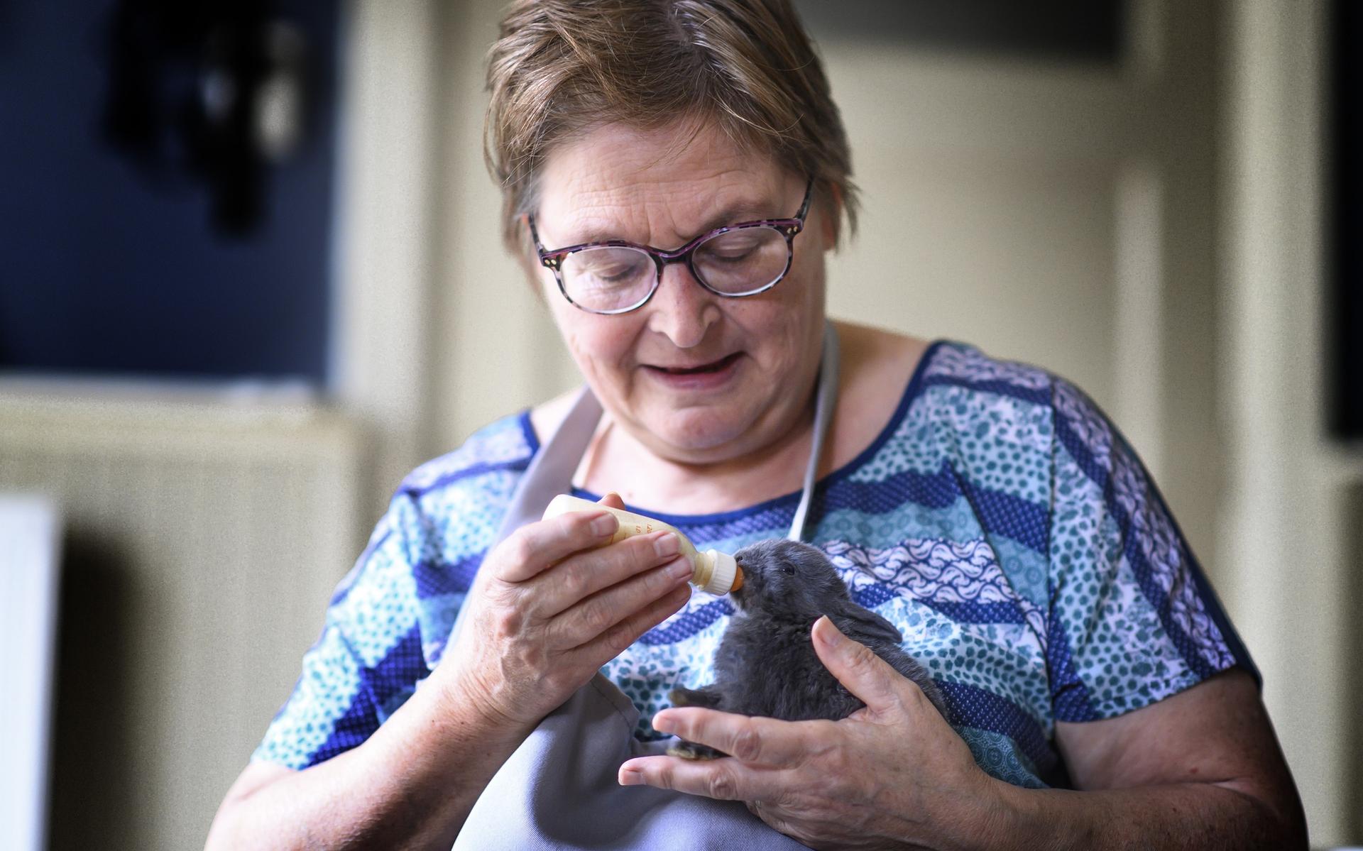 Stampertje op straat gezet voor de vakantie: opvangcentra zien afgedankte 'corona'-konijnen binnenst