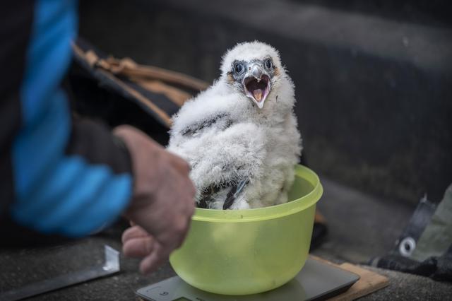 Slechtvalk op Gasunie-gebouw zorgt al 10 jaar voor Discovery Channel in Groningen: ‘De slechtvalk is