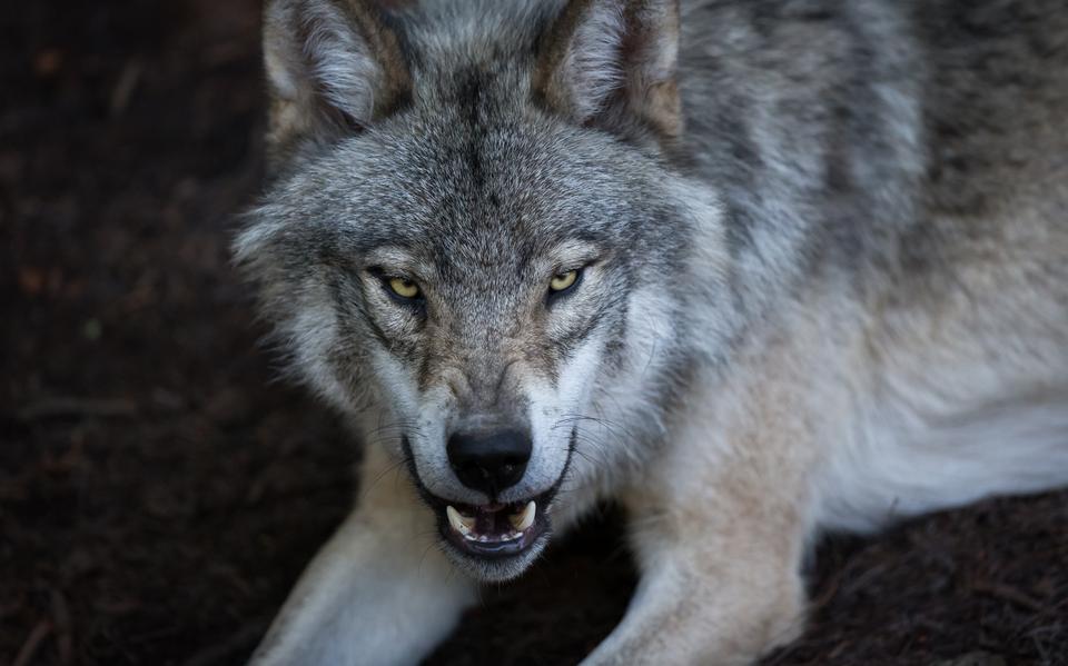 Een wolf laat zijn/haar tanden zien.