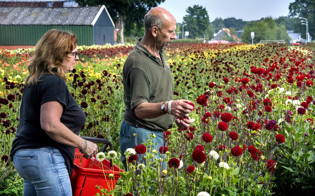 Grea Snijder en Gerrit Bazuin plukken dahlia's voor een werkstuk van de corsowijk Paalakkers in Eelde. Grea Snijder en Gerrit Bazuin plukken dahlia's voor een werkstuk van de corsowijk Paalakkers in Eelde.