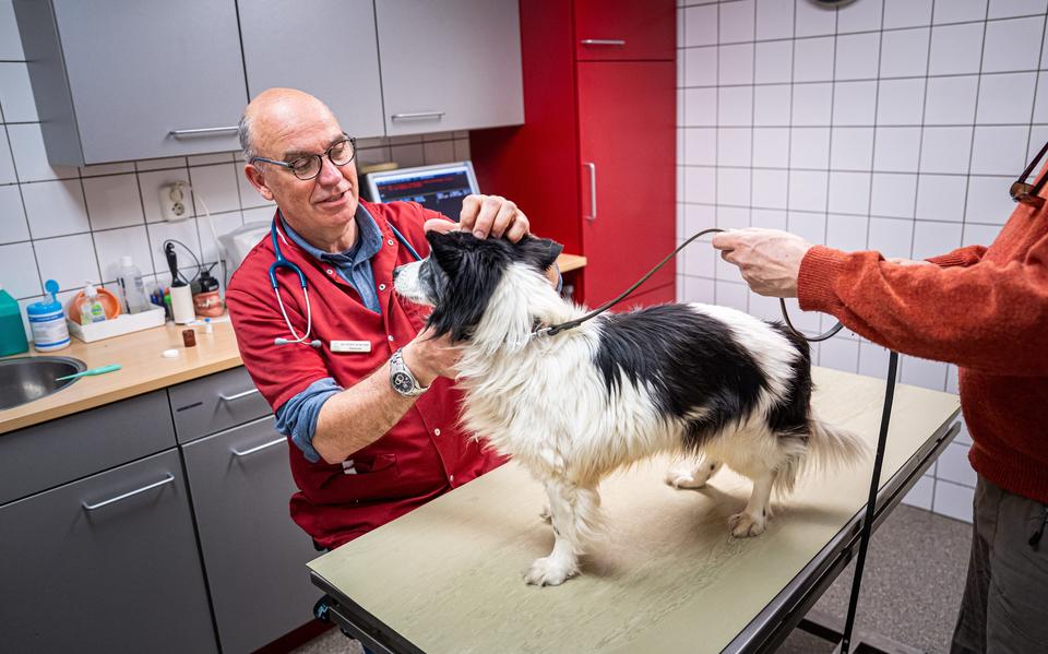 Dierenarts Otto van der Velden onderzoekt een hond in zijn praktijk in Eelde.