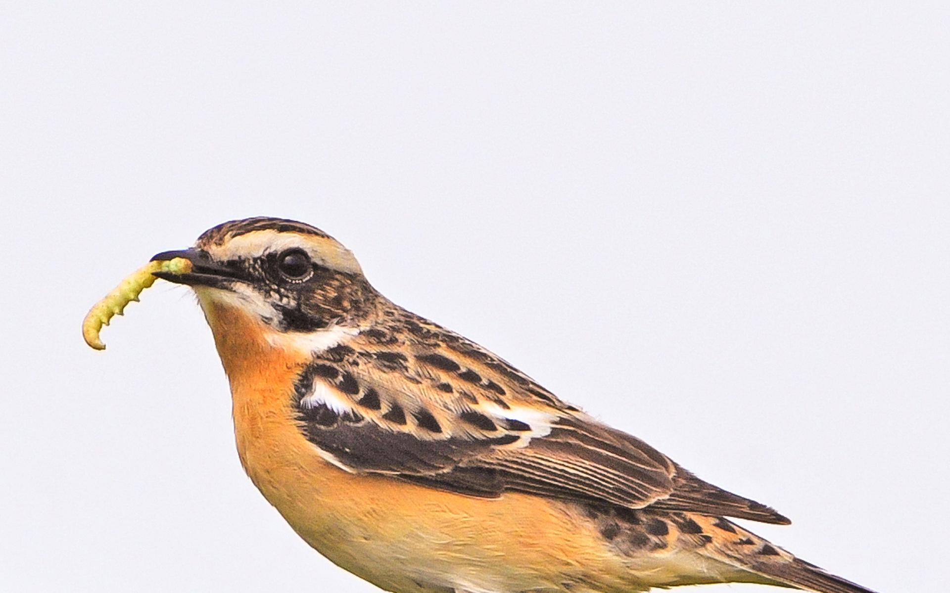 Vogelwacht Uffelte houdt lezing over 'Vogels van de Engbertsdijkvenen' in Dorpshuis de Veldkei in Ha