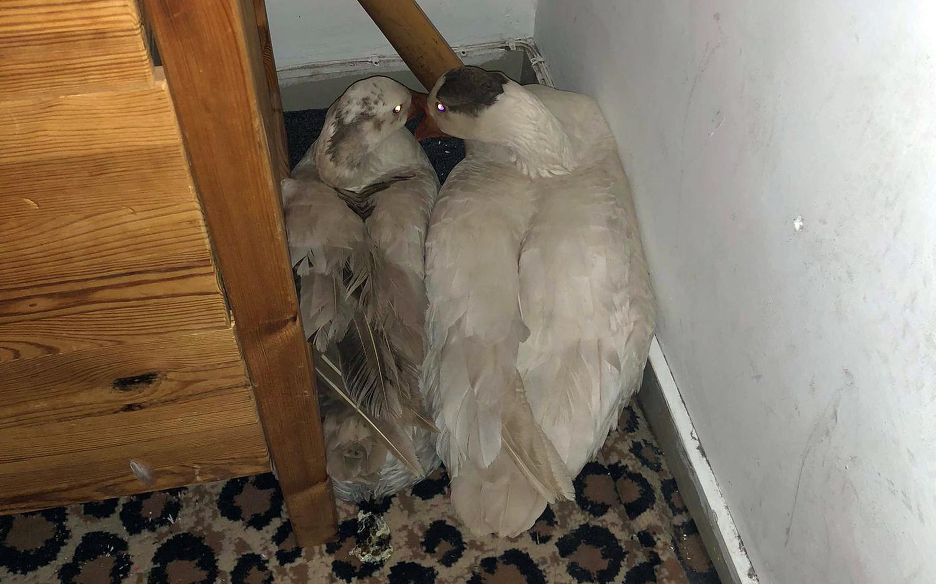 De ganzen zaten verstopt in een hoekje