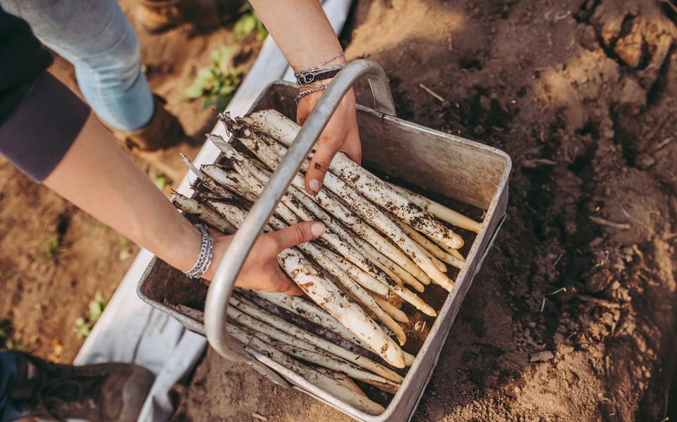 Grol Asperges.