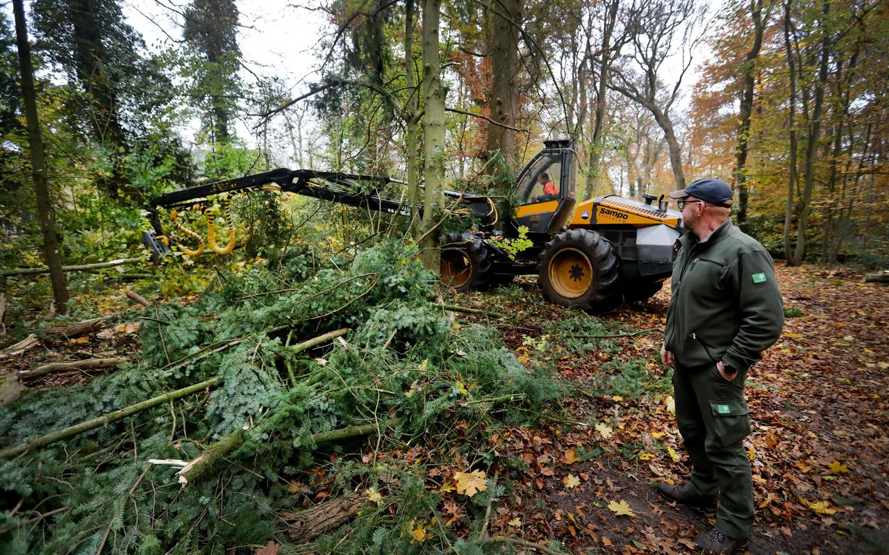 Geert-Jan Scholtens bewaakt het kappen van bomen in het Kloosterbos. Geert-Jan Scholtens bewaakt het kappen van bomen in het Kloosterbos.