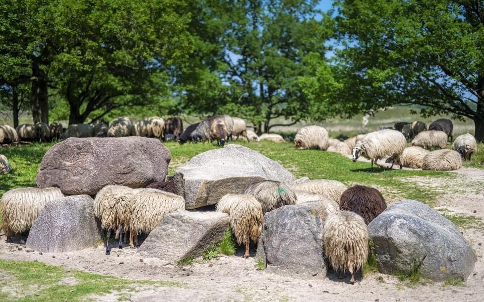 De schaapskudde Het Stroomdal graast bij het hunebed op de Gasterse duinen. 