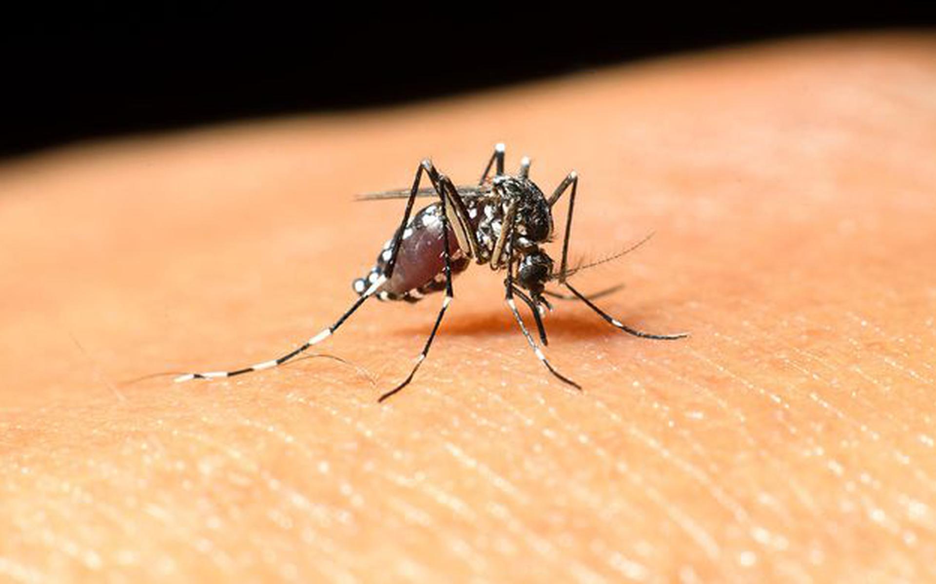 Muggen veroorzaakten afgelopen zomer meer overlast dan in hetzelfde seizoen vorig jaar.