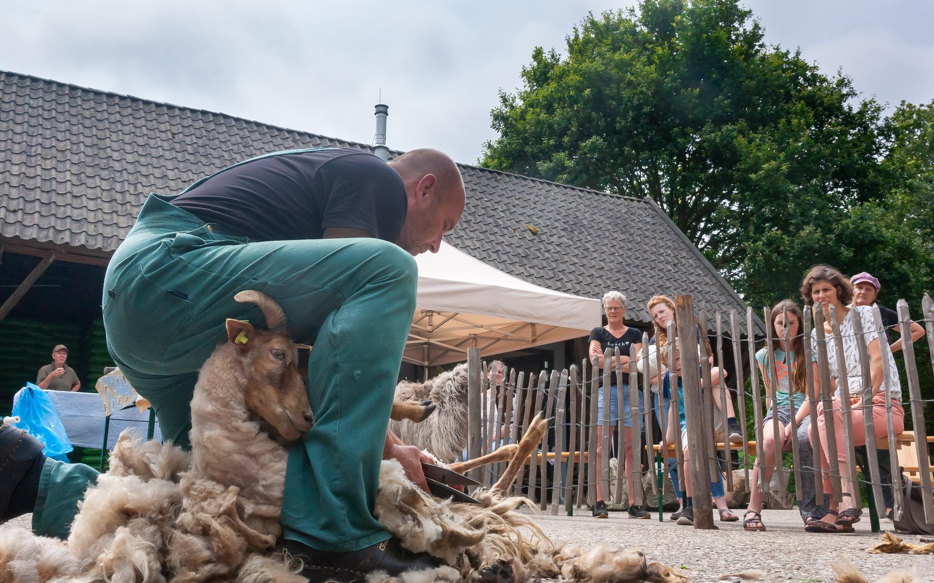 De diva's van schaapherder Johan worden op woensdag ambachtelijk geschoren in Lhee: 'Het is hier net