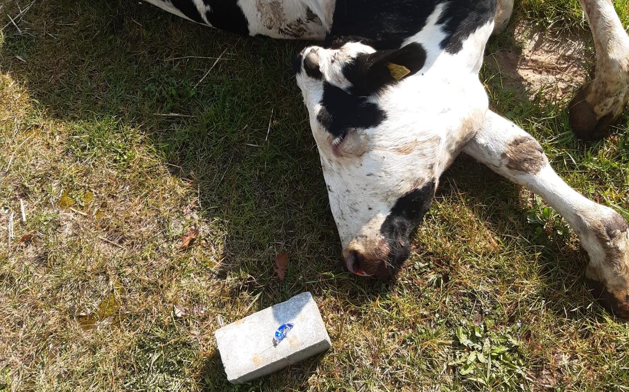 De drachtige koe die vrijdagochtend dood in de stal lag bij boer Harbers in Barger-Compascuum. Op de steen ernaast een deel van een blikje dat in het voer werd gevonden.