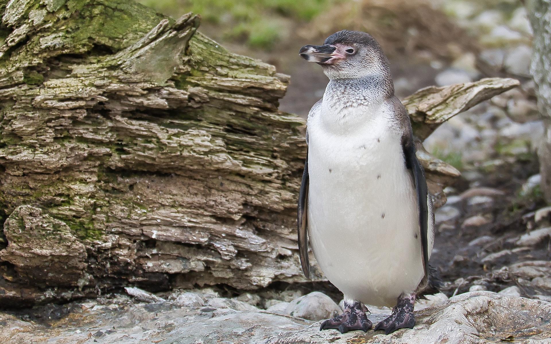 Пингвин гумбольдта. Пингвин Гумбольдта в природе. Перуанские пингвины. Пингвин Гумбольдта фото.
