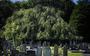 De treurbeuk op de begraafplaats in Gieten is in de race voor Boom van het Jaar van Nederland.