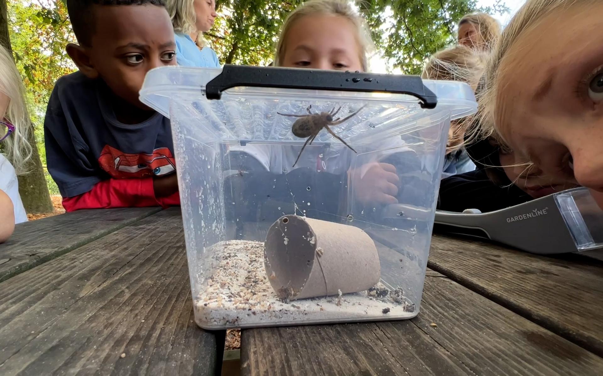 The false wolf spider in the clothes.  Mirjam of Beilen manages to catch “Ferdy” and takes him to school.  “I walked around with goosebumps for the rest of the day”