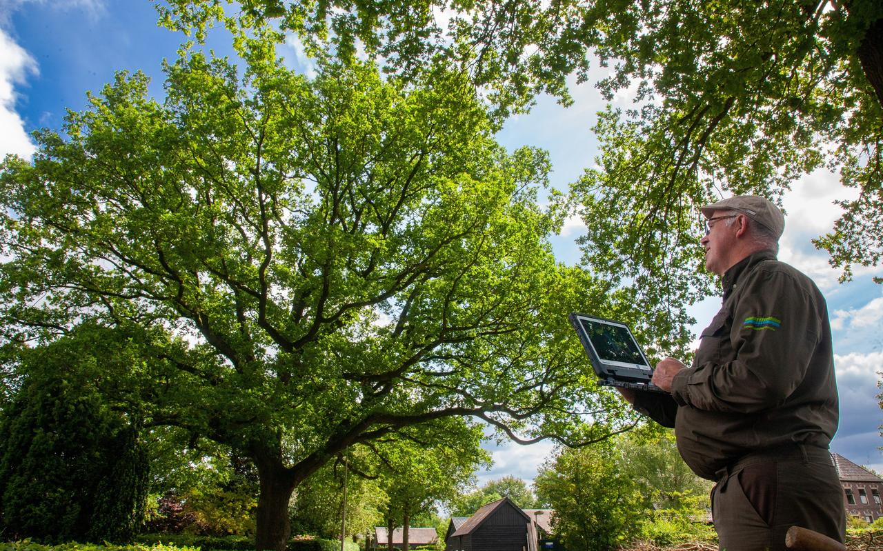 André Efftink inspecteert de eeuwenoude eik in de tuin van Jannie van der Sleen en Fred de Lange in Meppen. André Efftink inspecteert de eeuwenoude eik in de tuin van Jannie van der Sleen en Fred de Lange in Meppen.