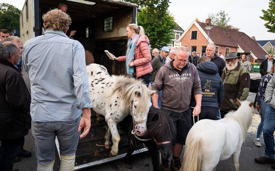 Er werden vorig jaar zo'n 200 paarden en pony's aangevoerd in Roden. 