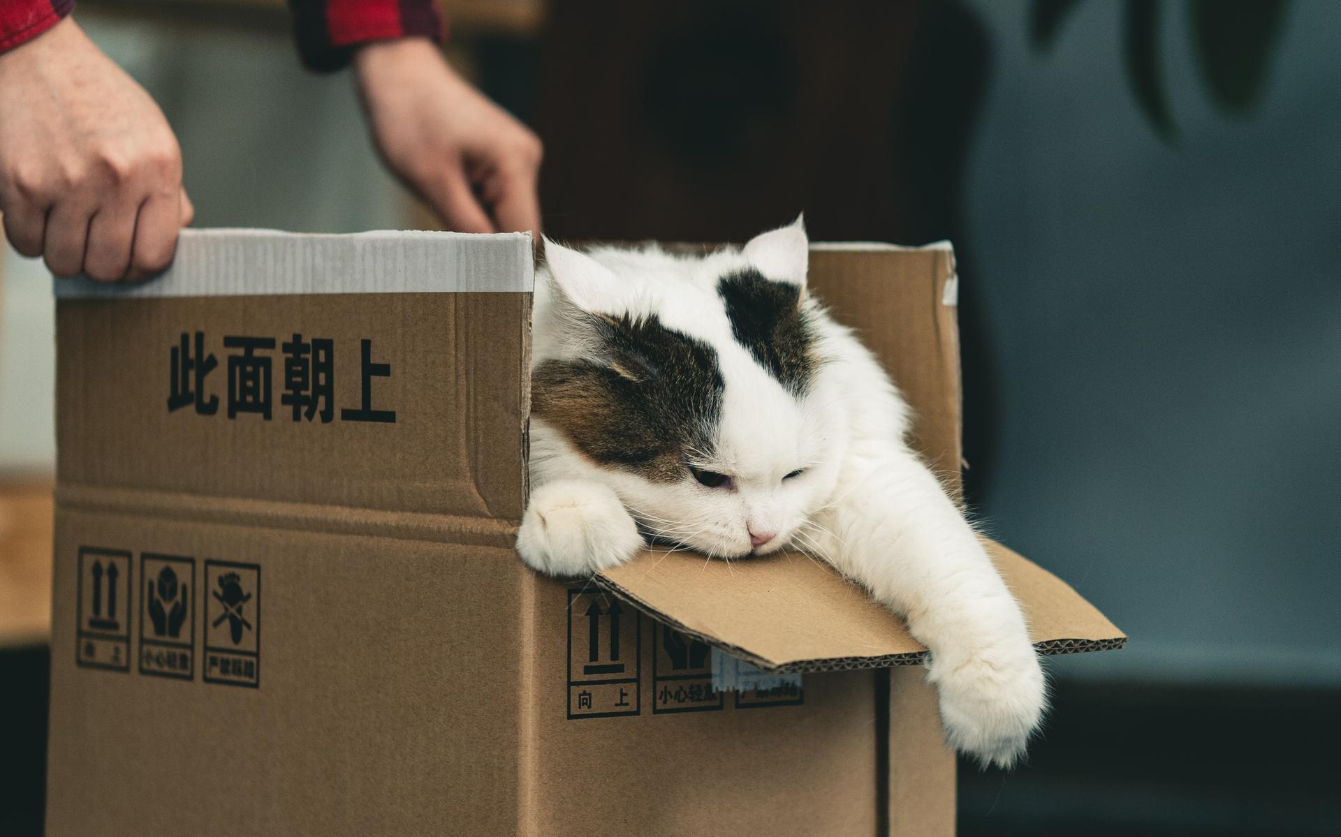 Foto ter illustratie: Jiawei Zhao|Unsplash