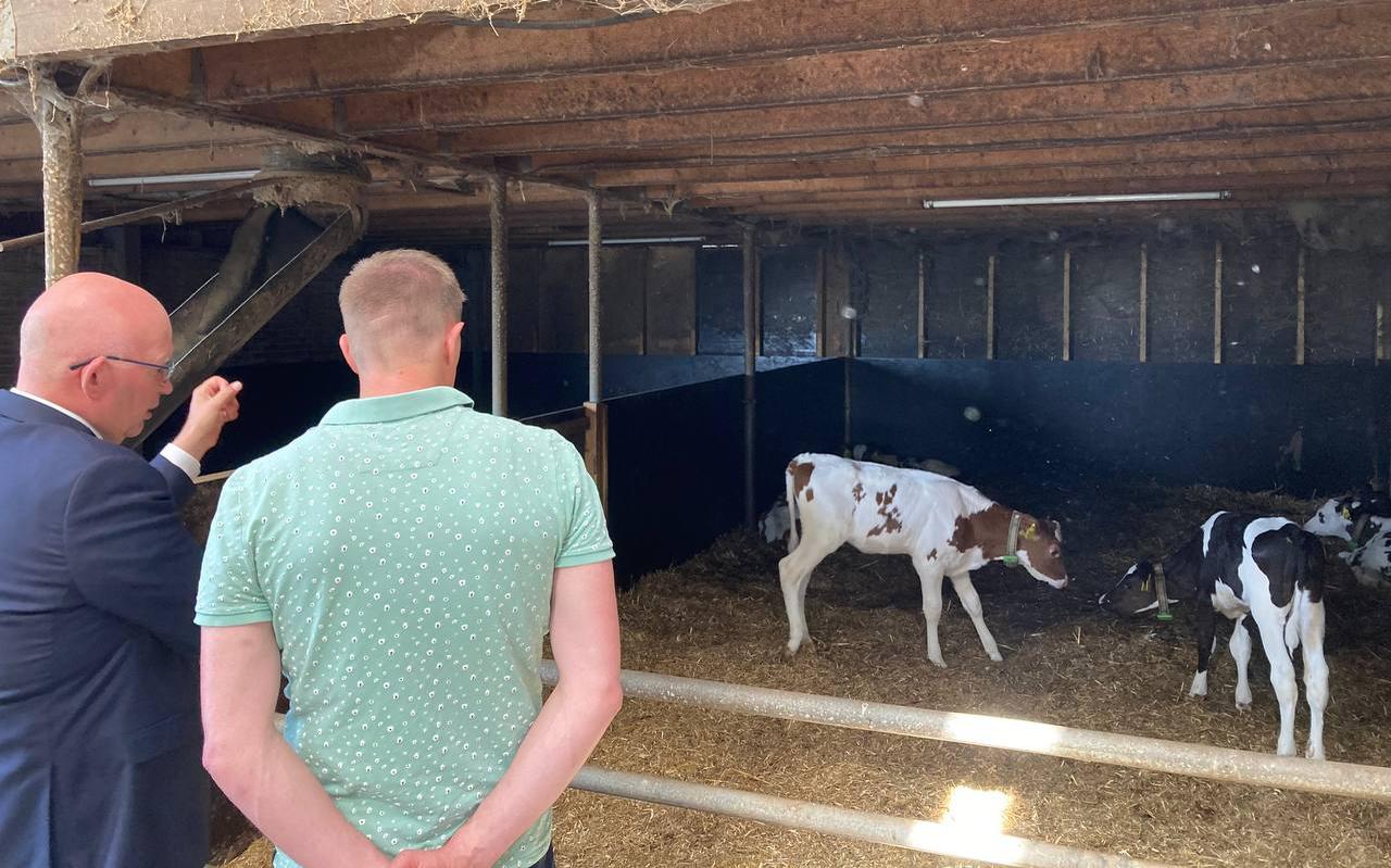 Landbouwminister bekijkt de melkveekalveren met een boer in Bellingwolde.