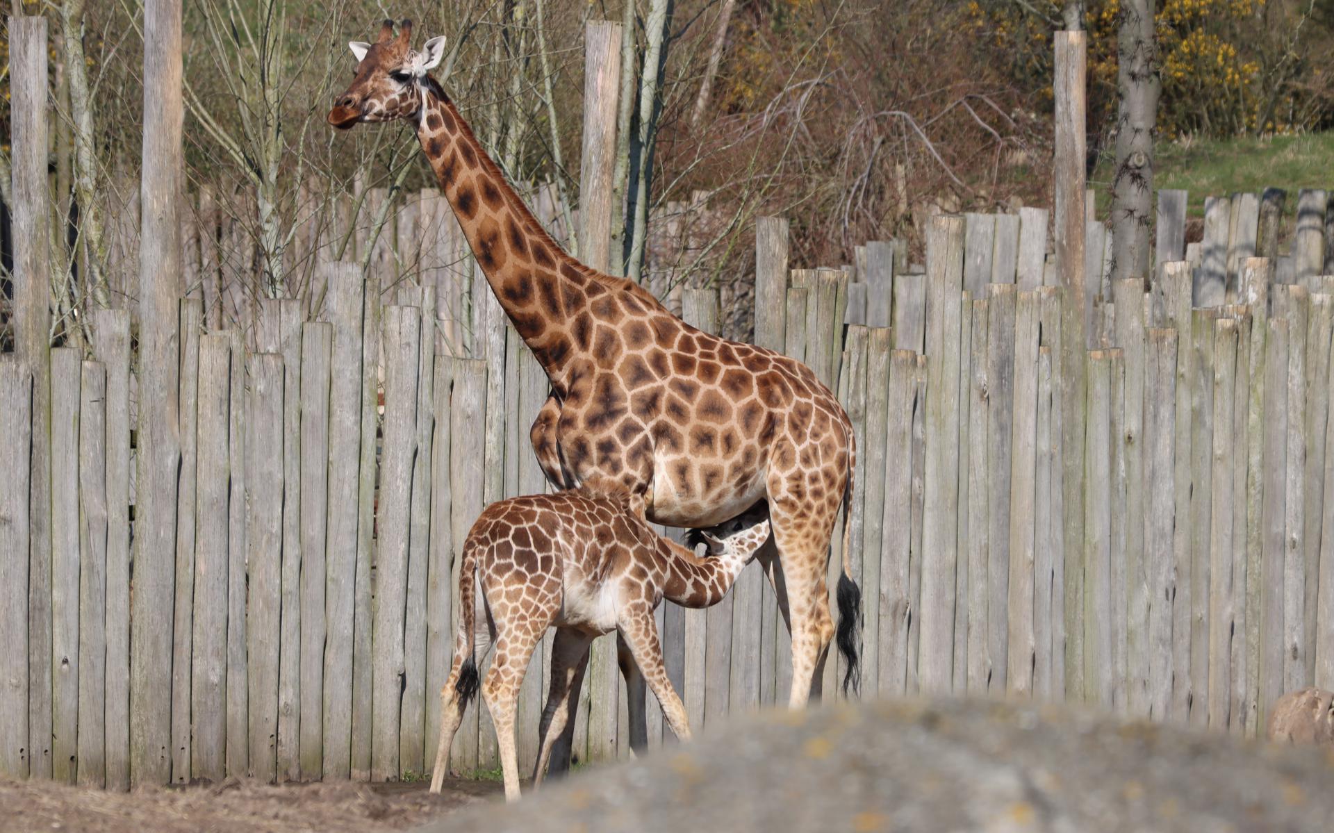 Een ‘kleine’ giraffe die bij zijn moeder drinkt past perfect bij deze tijd van het jaar.