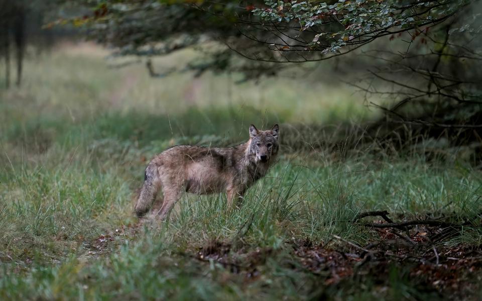 Een wolf op de Veluwe.