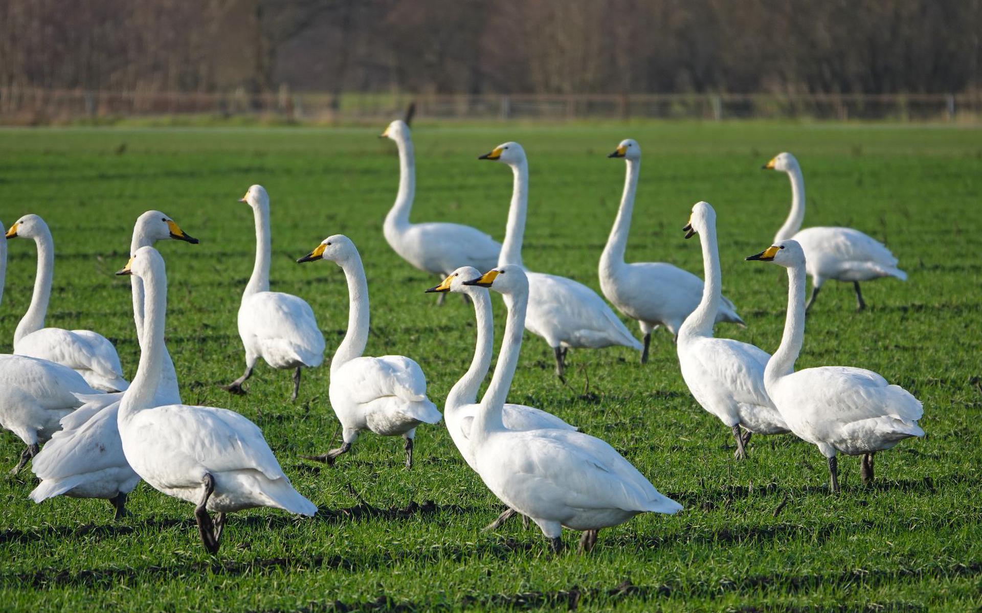 Een groep wilde zwanen in de omgeving van Meppen.