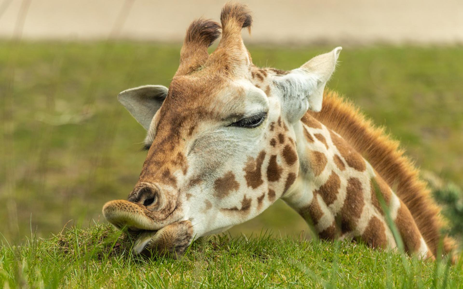 Giraffen zijn dol op vers gras en kunnen gerust de kantjesmaaiers van Wildlands worden genoemd.