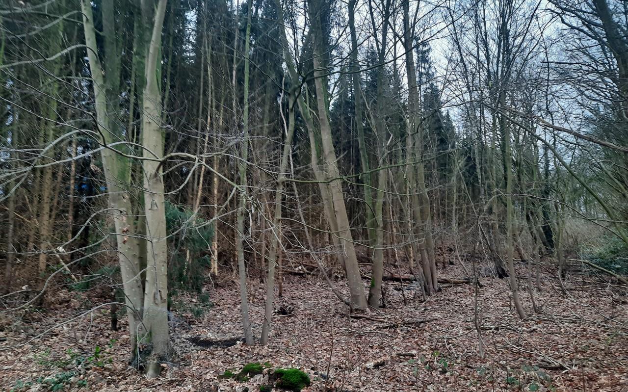 Sparrenbos Nooitgedacht. De rij loofbomen op de voorgrond hoort er ook bij. Sparrenbos Nooitgedacht. De rij loofbomen op de voorgrond hoort er ook bij.