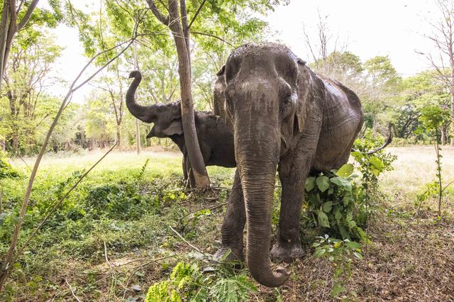 De twee olifanten van de Somboon Legacy Foundation: Kammoon en Malee. Foto: Jeanique van den Berg / Fotojeanique