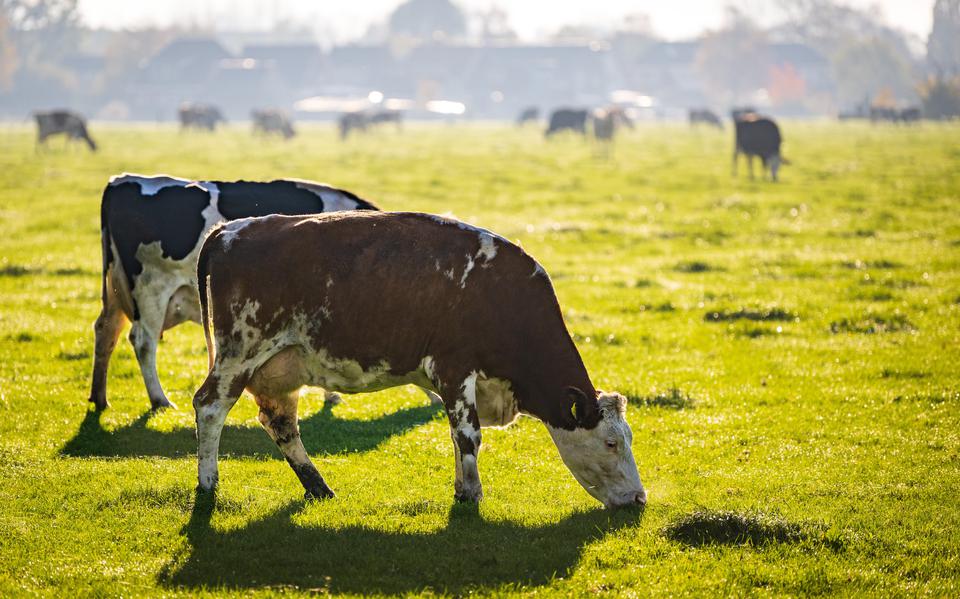 Veel veehouders verkeren in grote onzekerheid door de geruchtmakende uitspraak van de Raad van State in mei 2019.