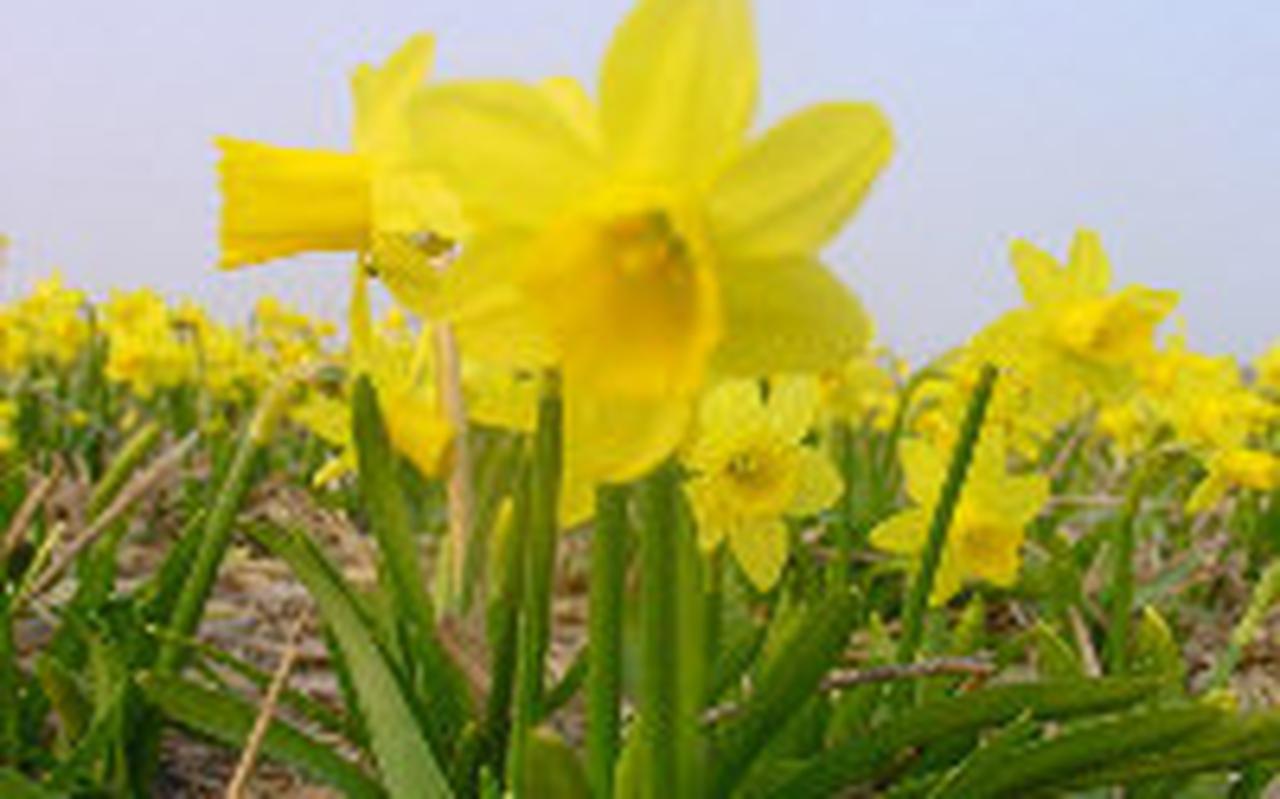 De Walstraat in Emmen wordt weer een straat met heel veel bloeiende narcissen. De Walstraat in Emmen wordt weer een straat met heel veel bloeiende narcissen.