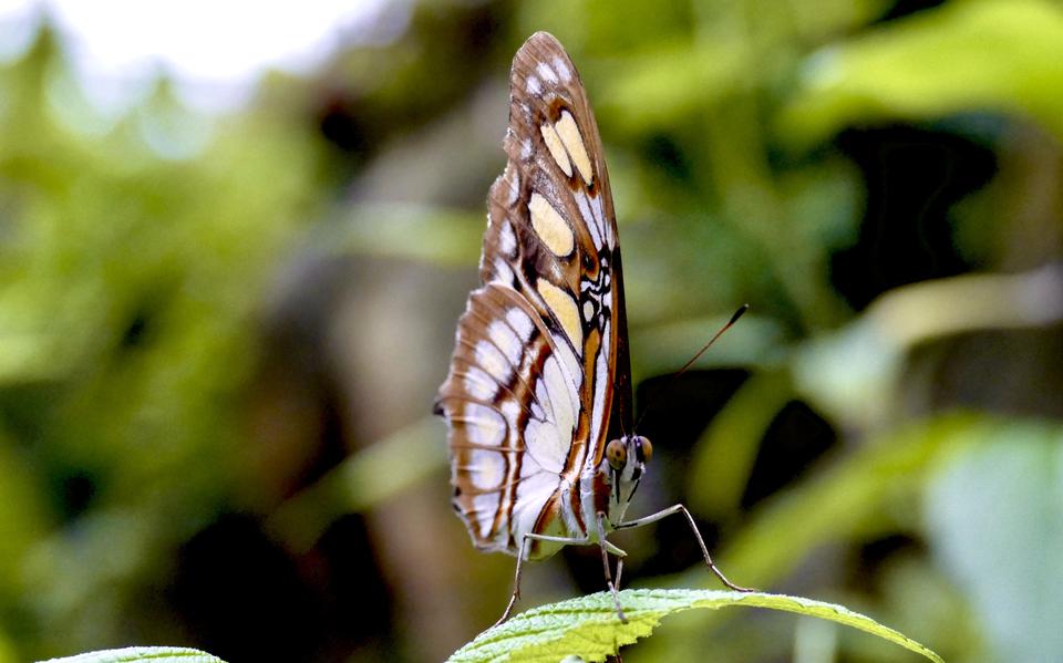 Een volwassen malachietvlinder eet graag nectar van bloemen en rottend fruit.