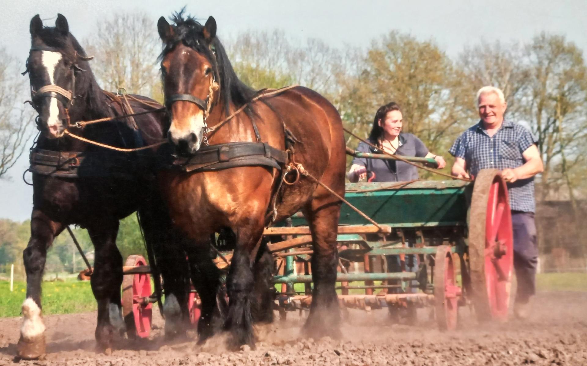 De es in Orvelte is kletsnat. Dag van het Ploegpaard gaat niet door, Orveltermarkt wel