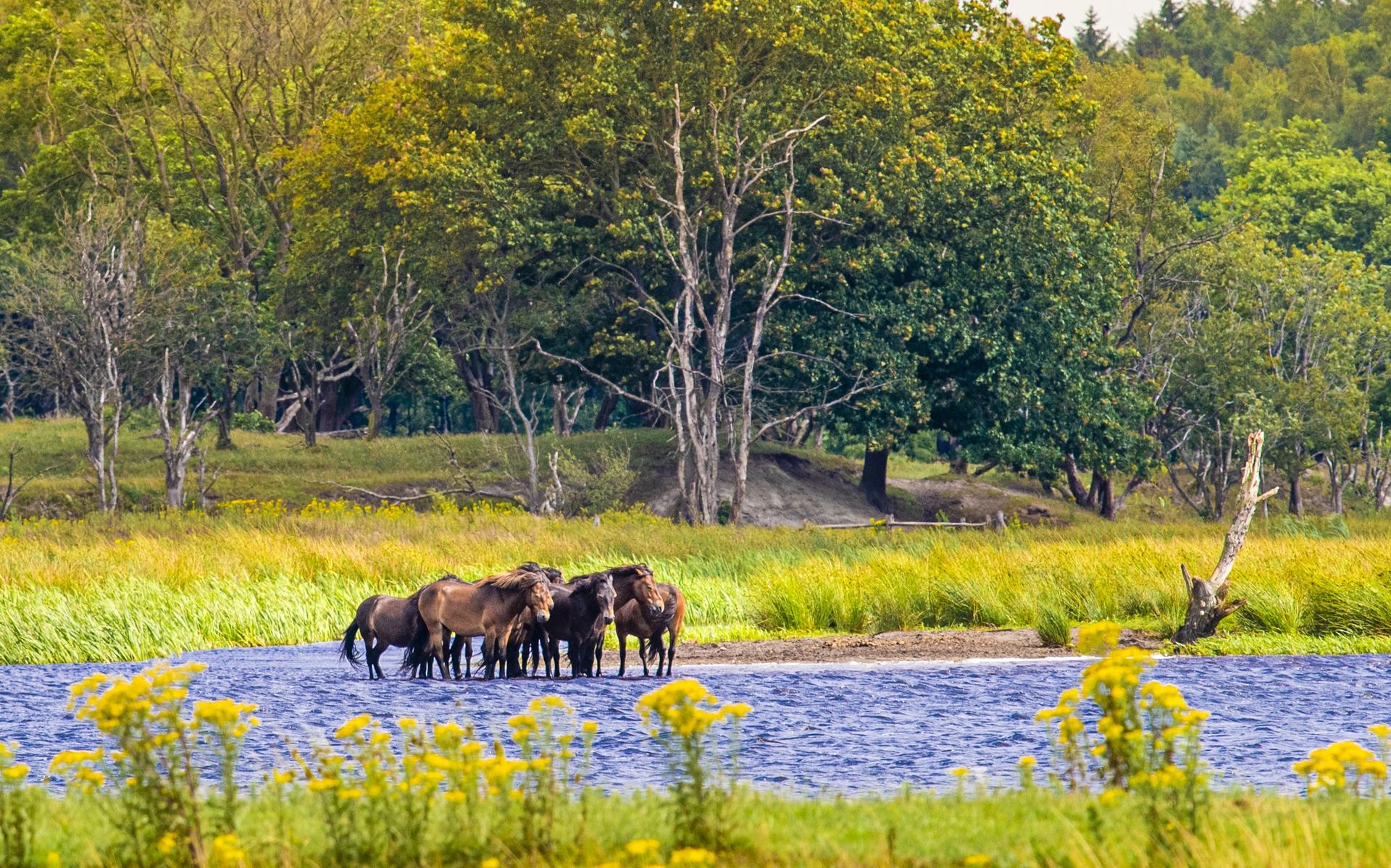Thuis in het Noorden: Fietsen in het Fochteloërveen op de grens van Drenthe en Friesland. 'Prachtig 