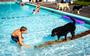 Een bad kan heerlijk verkoelend zijn voor een hond, zoals een zwembad (klein of groot).