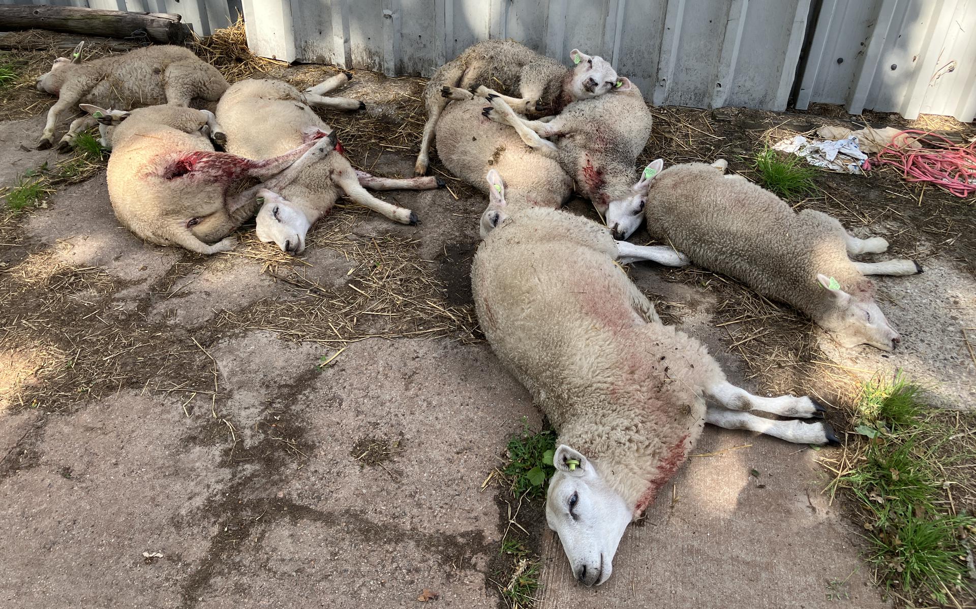 Zwaargewonde schapen in Vledder die na een aanval door een wolf door een dierenarts uit hun lijden werden verlost.