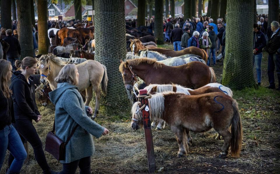 Tijdens de komende Zuidlaardermarkt zullen minder paarden worden aangevoerd dan tijdens de laatste versie in 2019.