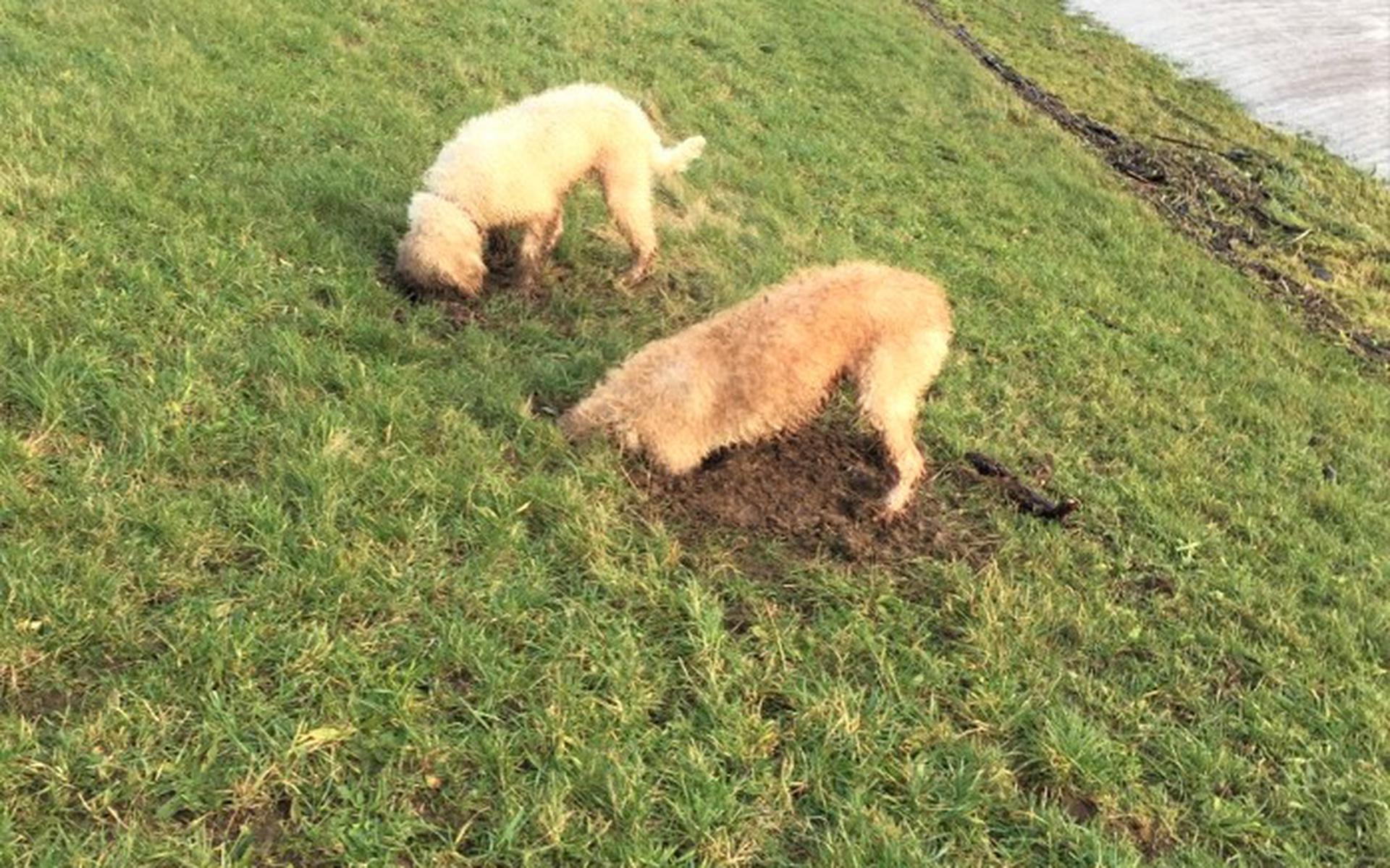 Gravende honden veroorzaken schade aan dijken in Drenthe en Overijssel 