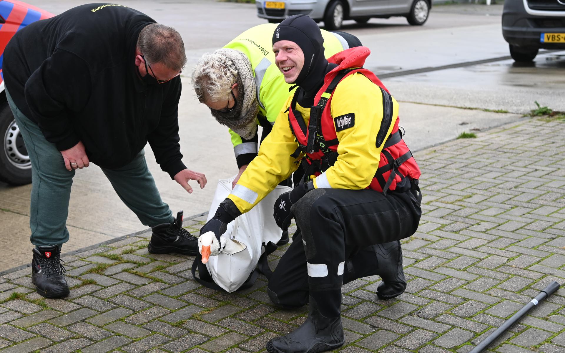 Gewonde gans speelt in Oostwold pakkertje met dierenambulance en brandweer - Dagblad van het Noorden