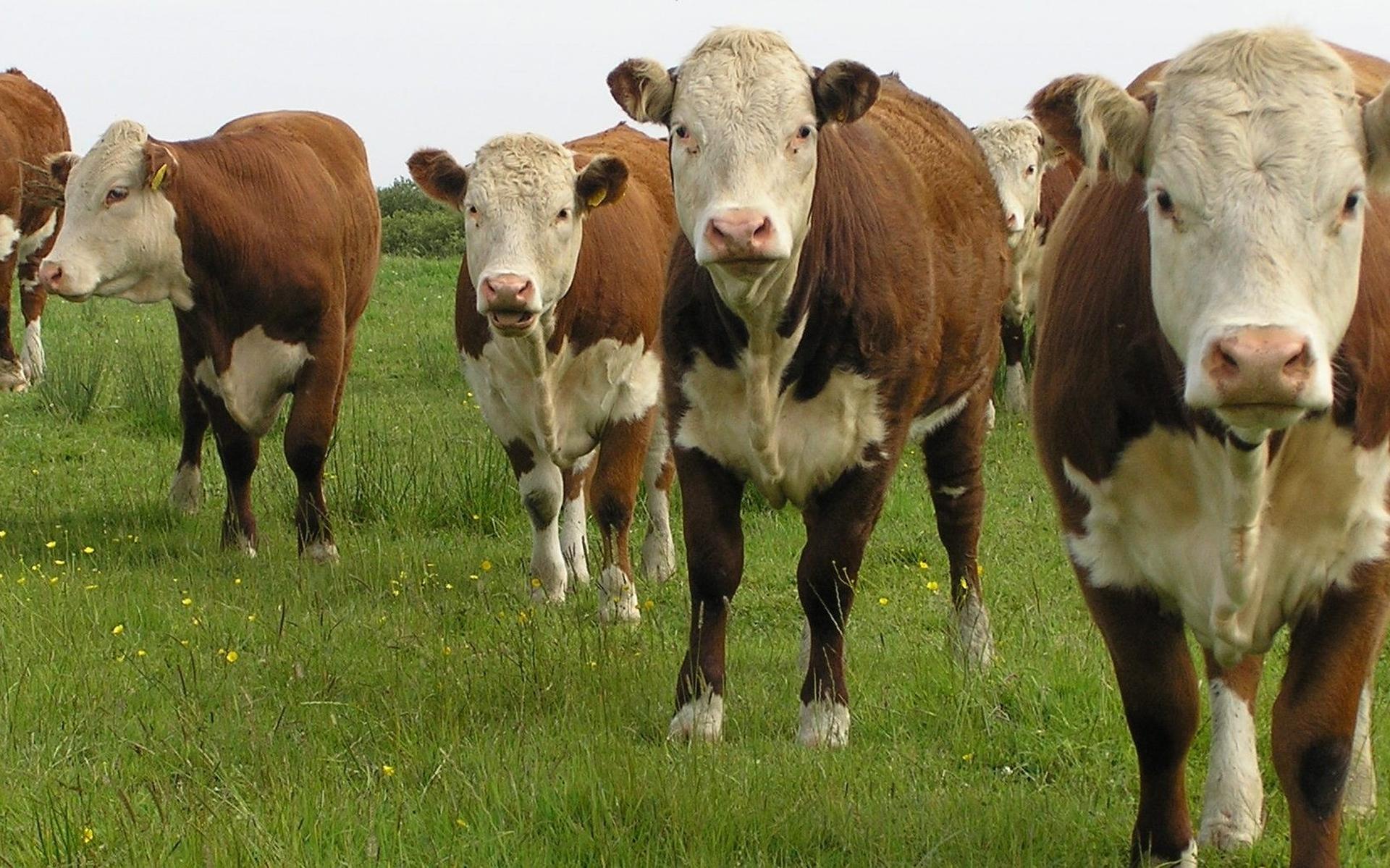 Het Hereford rund is volgens Berber Ubbink het vriendelijkste ras dat er bestaat.
