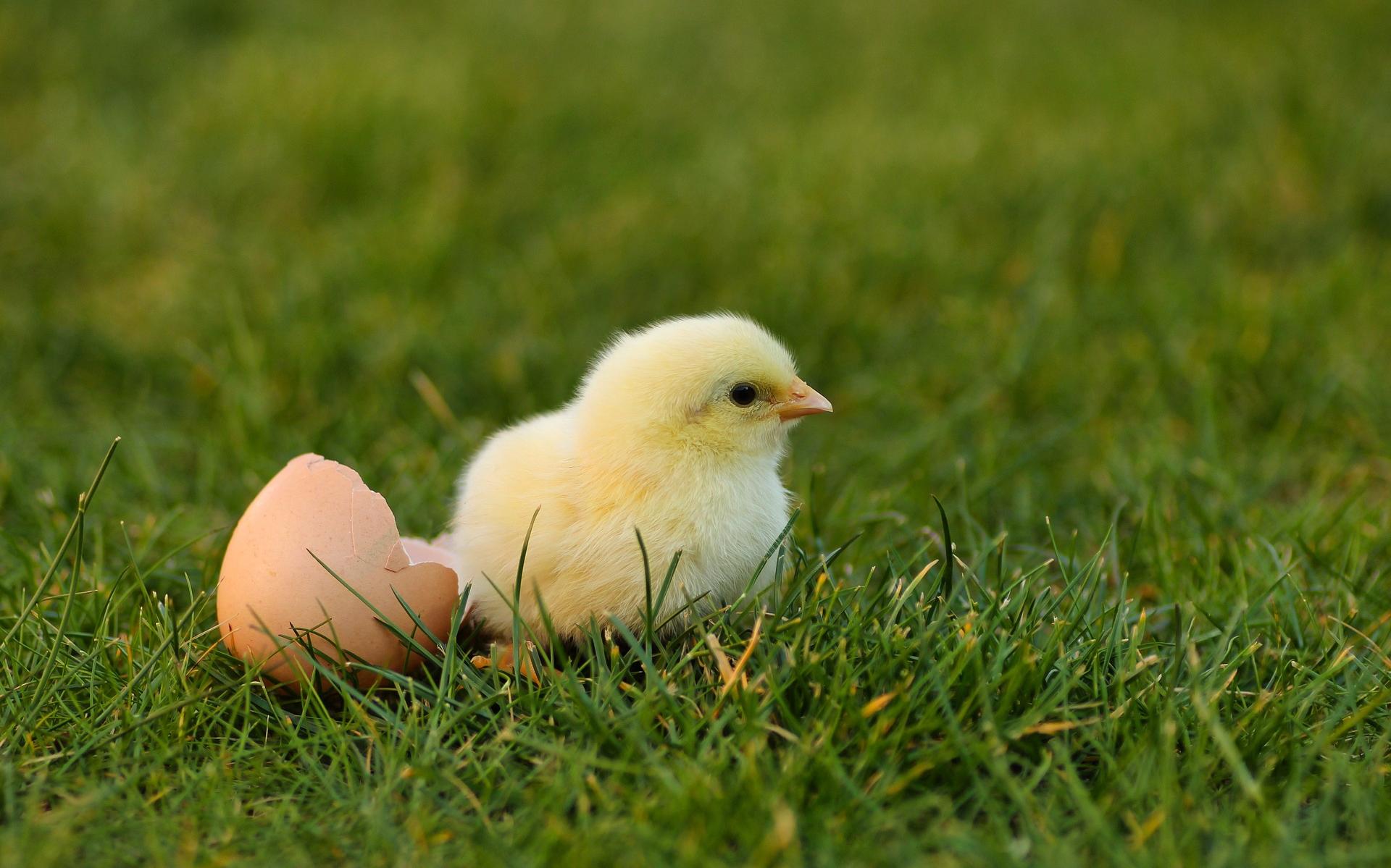 Stelling: Vogelkuiken uit het ei? Ik houd de kat binnen!