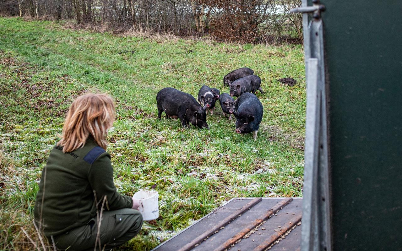 Anneke Hartman lokt de gedumpte minivarkens de trailer in. Anneke Hartman lokt de gedumpte minivarkens de trailer in.