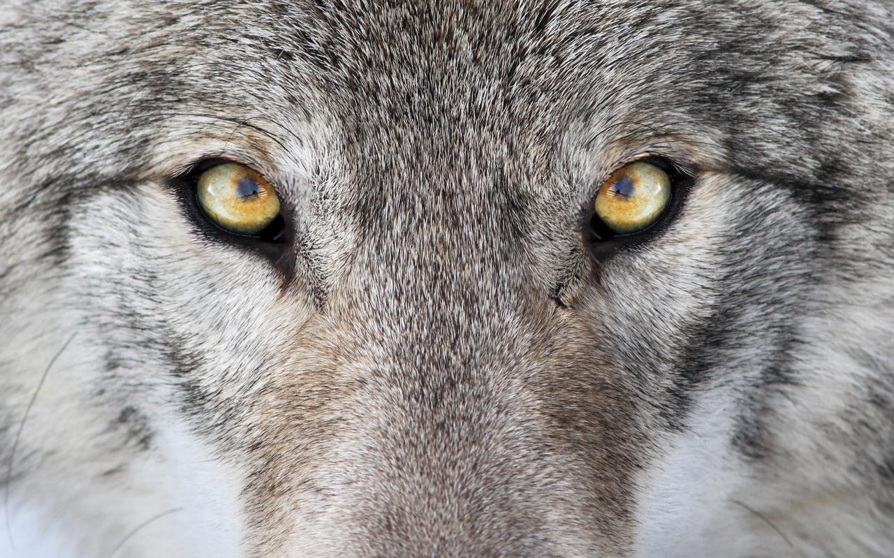 De wolf is terug. De wolf is terug.
