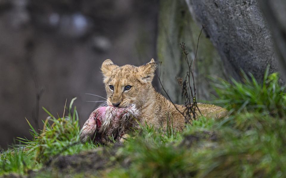 Ook deze leeuwenwelpjes uit Wildlands hebben al flinke trek als ze half januari voor het eerst zichtbaar zijn voor het publiek.