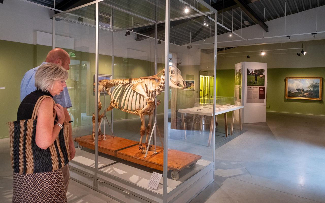 Bezoekers nemen een kijkje bij de vitrine met het skelet van een koe.