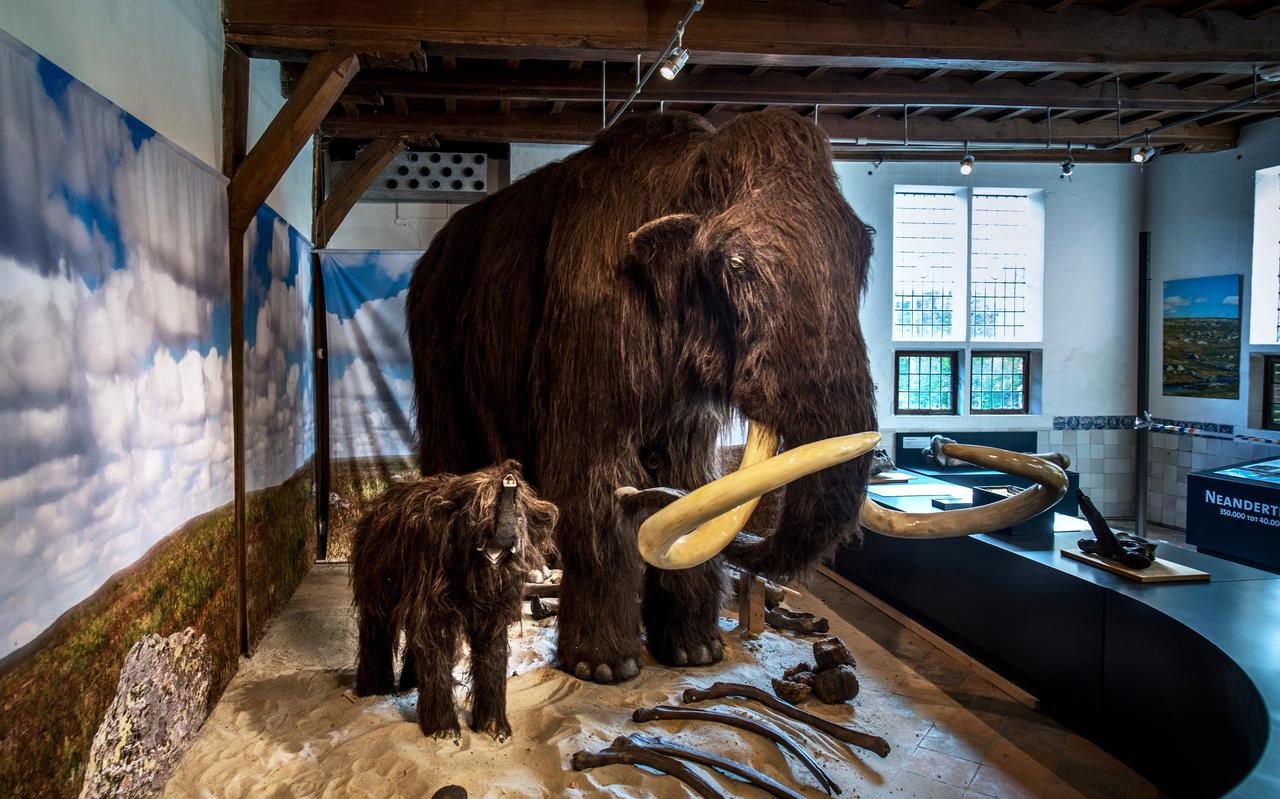 De mammoeten in het OERmuseum. De mammoeten in het OERmuseum.
