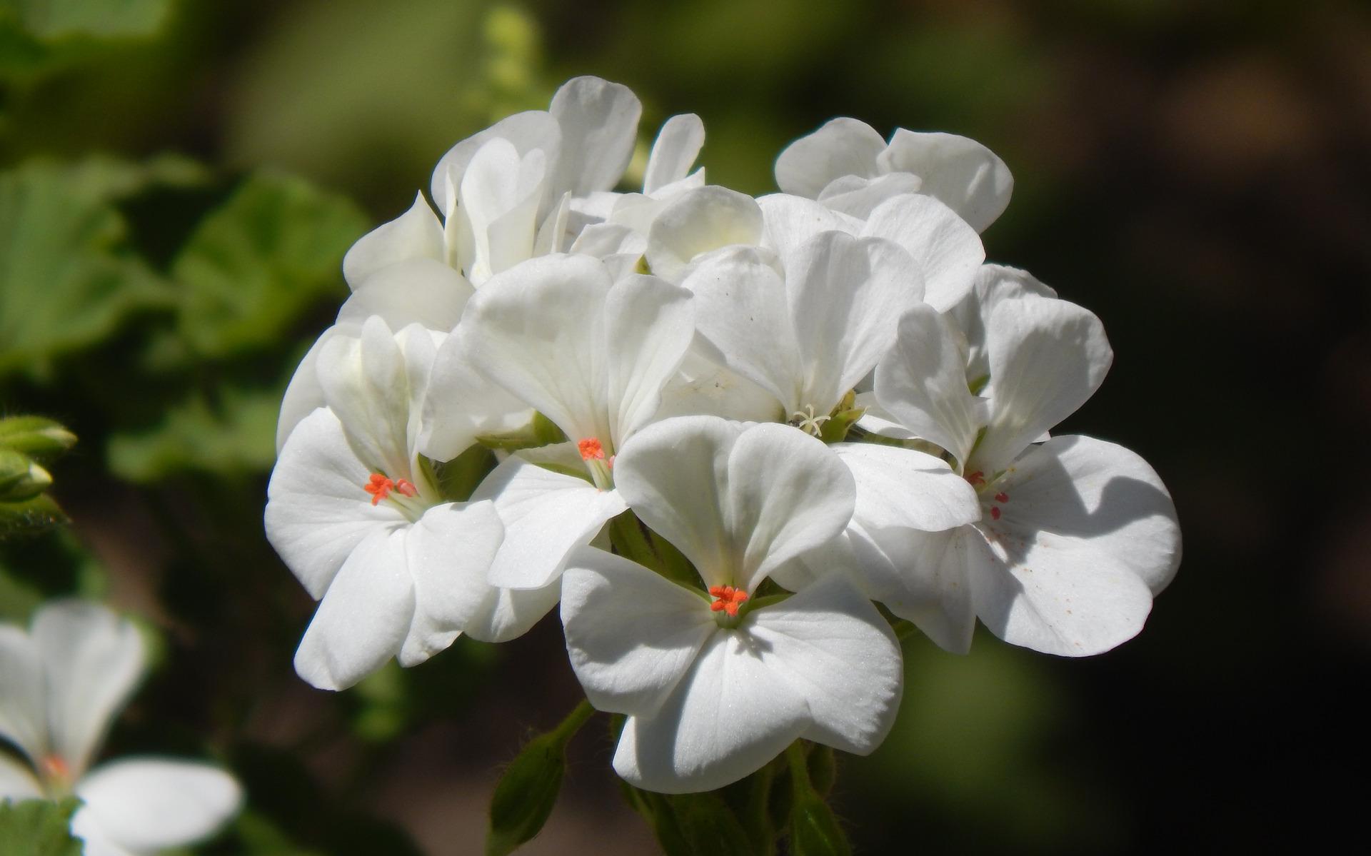 Een witte geranium.