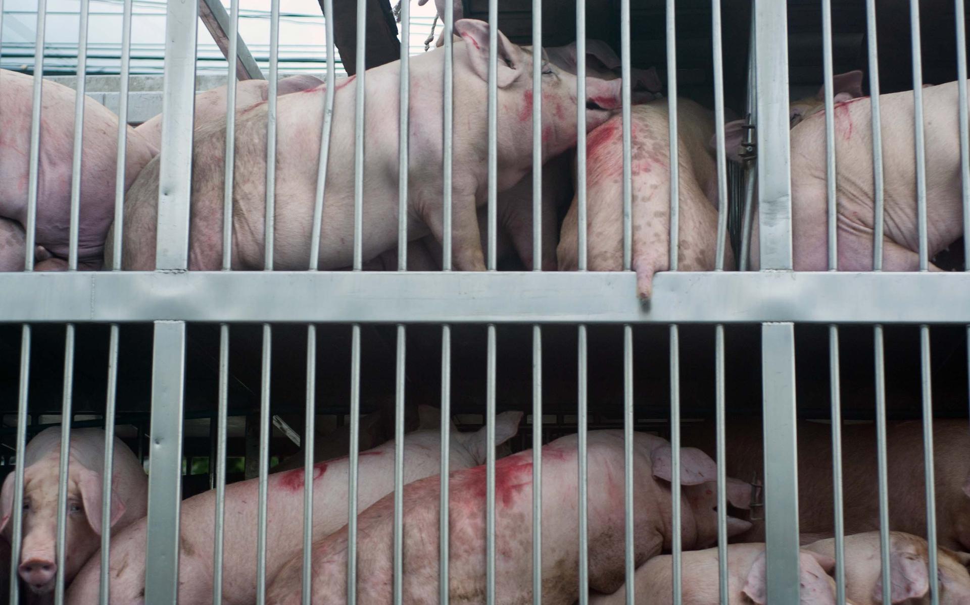 Varkens op weg naar het slachthuis.