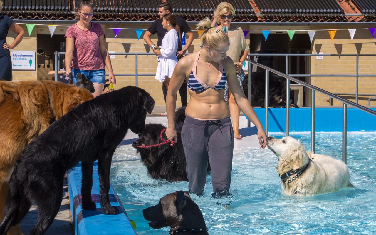 Het seizoen van De Zwaoi in Valthermond wordt traditioneel afgesloten met hondenzwemmen.