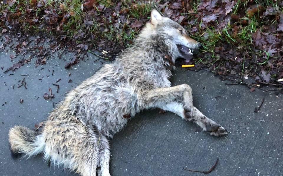 Dode wolf bij Hoogersmilde tweede exemplaar dat in Drenthe wordt aangereden. De tijden zijn sinds de eerste keer in 2017 enorm v